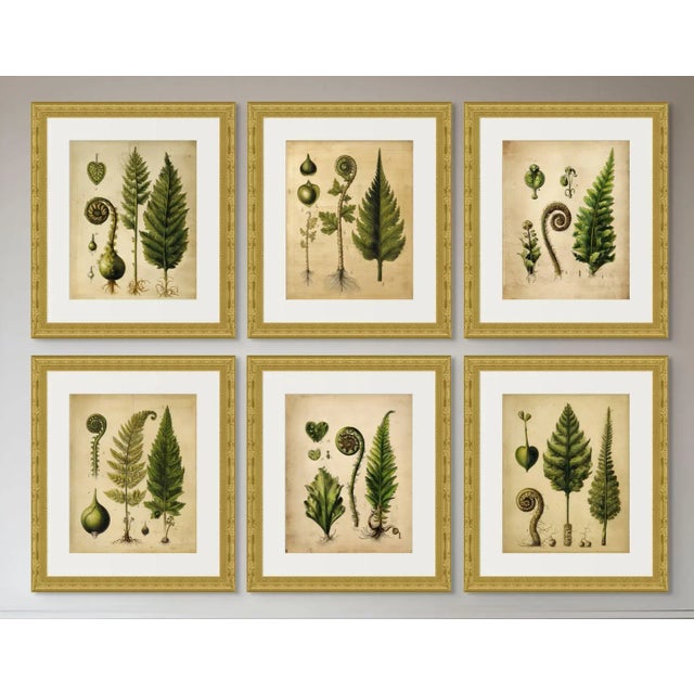American Set of 6 - 8' X 10' 'Fiddlehead Fern Studies' Dark Green Botanical Floral Prints, Unframed For Sale - Image 3 of 9