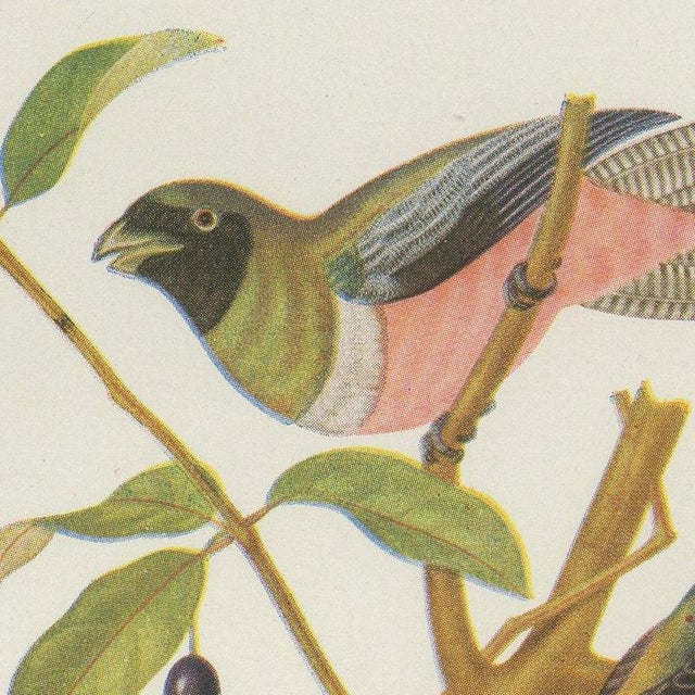 After Descourtilz, Trogons and Jays, 1944, Paper For Sale - Image 3 of 12