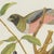 After Descourtilz, Trogons and Jays, 1944, Paper For Sale - Image 3 of 12