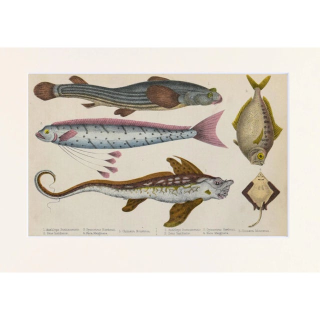 English 19th Century Antique English Hand Colored Fish Engraving For Sale - Image 3 of 5