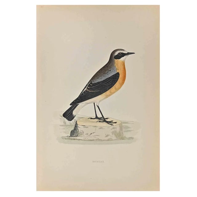 Alexander Francis Lydon, Wheatear, Woodcut Print, 1870 For Sale