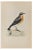 Alexander Francis Lydon, Wheatear, Woodcut Print, 1870 For Sale