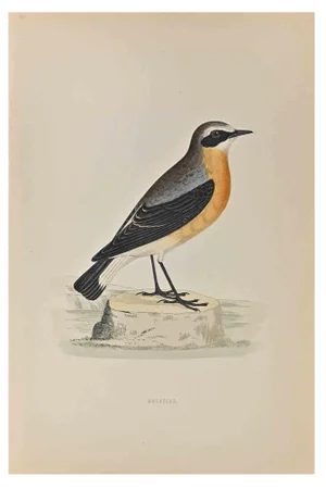 Alexander Francis Lydon, Wheatear, Woodcut Print, 1870