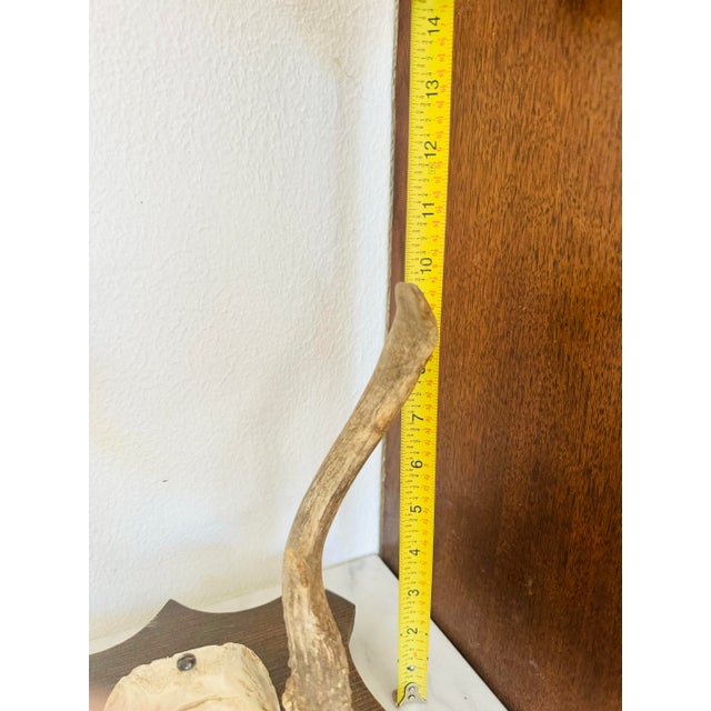 Vintage Mounted Deer Antler Trophy For Sale - Image 4 of 8