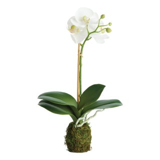 Phalaenopsis Orchid Drop-In 15" St/2 For Sale