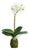 Phalaenopsis Orchid Drop-In 15" St/2 For Sale