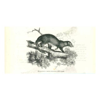 Paul Gervais, Mangouste a Queue Blanche, 1854, Lithograph For Sale
