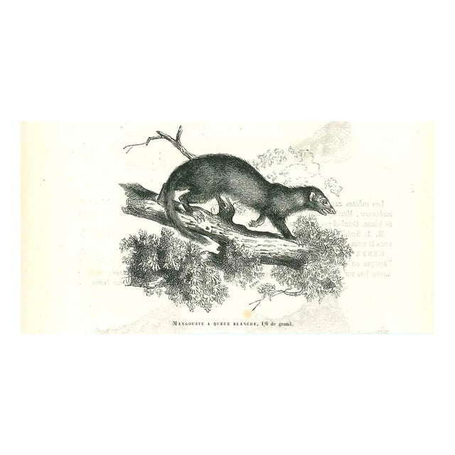 Paul Gervais, Mangouste a Queue Blanche, 1854, Lithograph For Sale