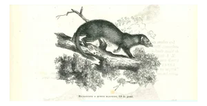 Paul Gervais, Mangouste a Queue Blanche, 1854, Lithograph