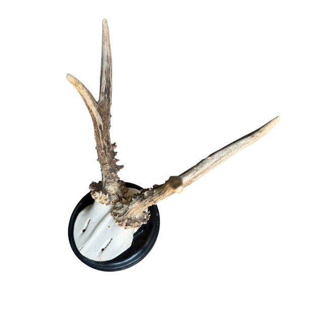 Roe Deer Trophy 206 Black Forest Antlers Mount