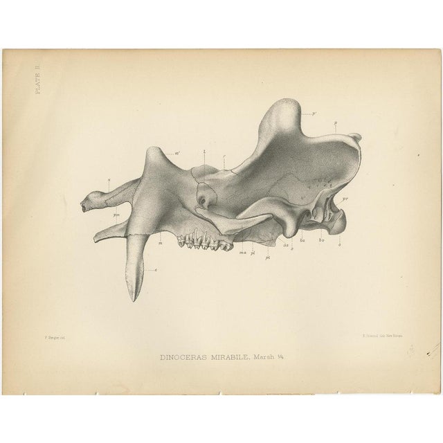 Set of five antique prints titled 'Dinoceras Mirabile'. Original lithograph of the skull of a Dinoceras Mirabile, an...
