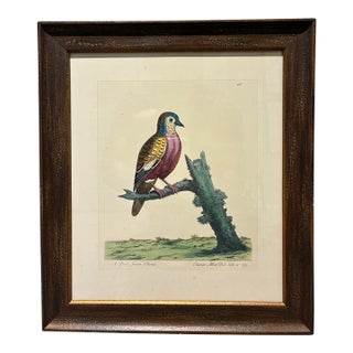 Vintage Eleazar Albin Chinese Dove Ornithological Bird Print in Dark Wood Frame For Sale