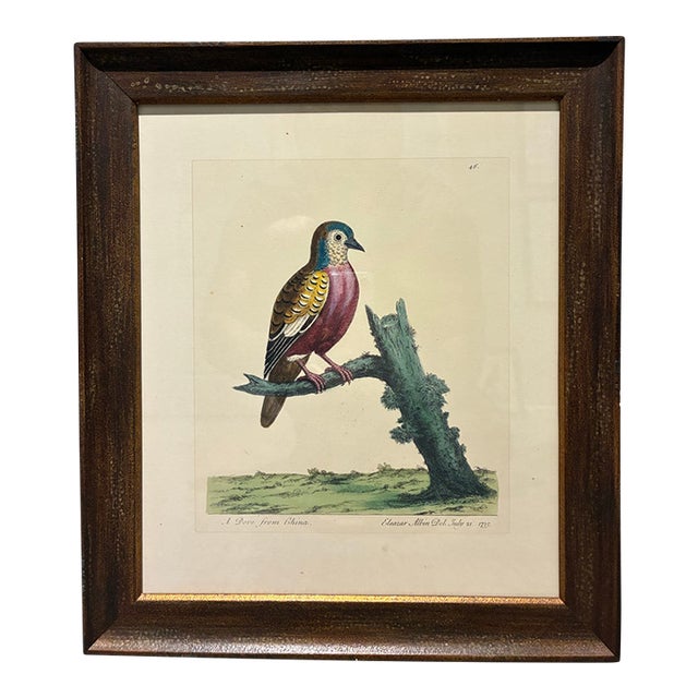 Vintage Eleazar Albin Chinese Dove Ornithological Bird Print in Dark Wood Frame For Sale