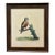 Vintage Eleazar Albin Chinese Dove Ornithological Bird Print in Dark Wood Frame For Sale