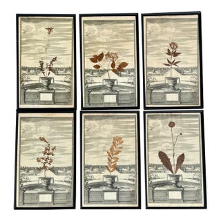 Set of Six Antique Botanical Herbarium Prints With Pressed Specimens-Framed For Sale