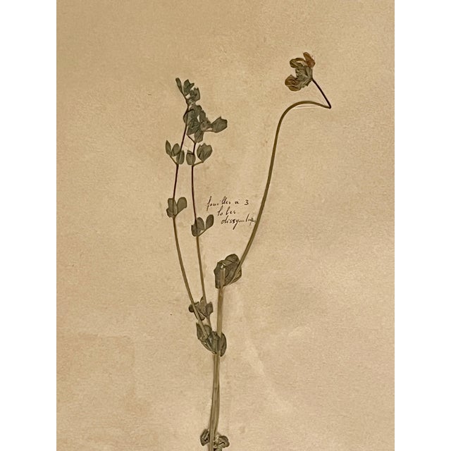 1965 French Herbarium Botanical Specimens – Set of 9 Custom Framed Pressed Botanicals For Sale - Image 15 of 18