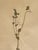 1965 French Herbarium Botanical Specimens – Set of 9 Custom Framed Pressed Botanicals For Sale - Image 15 of 18