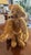 Teddy Bear Vintage Mohair Handmade Pristine C1980 For Sale - Image 12 of 18
