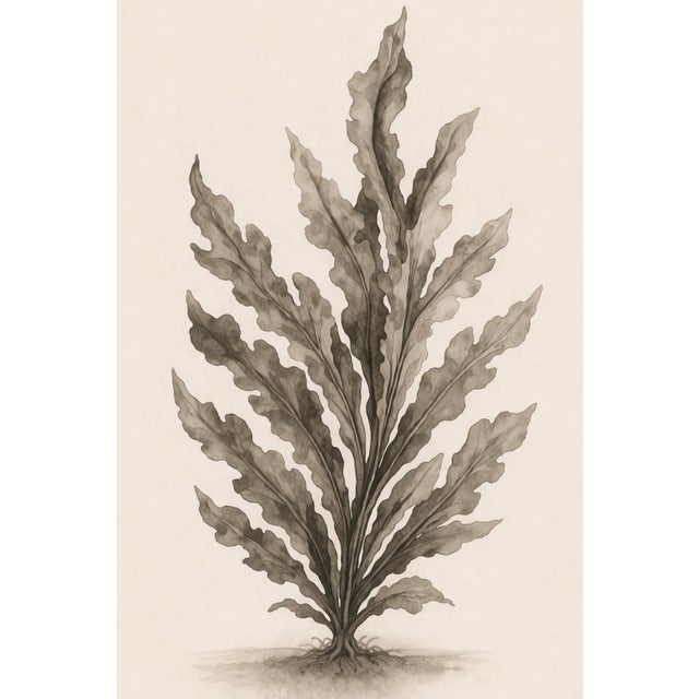Not Yet Made - Made To Order Botanical Seaweed Study Vii, Minimalist Coastal Art Print, 24" × 36" Reproduction For Sale - Image 5 of 10