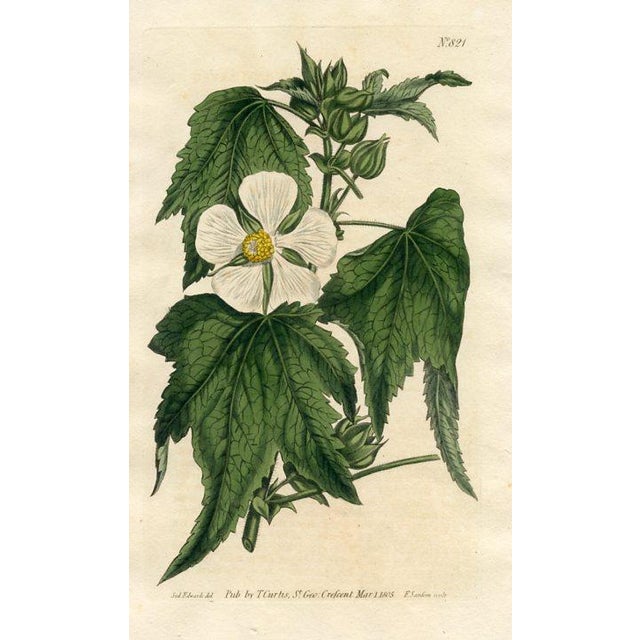 Original early-1800s hand-colored botanical print published in "Curtis's Botanical Magazine", the oldest and longest...