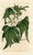 Original early-1800s hand-colored botanical print published in "Curtis's Botanical Magazine", the oldest and longest...