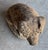 English Garden Stone Statuary Pig For Sale - Image 12 of 12