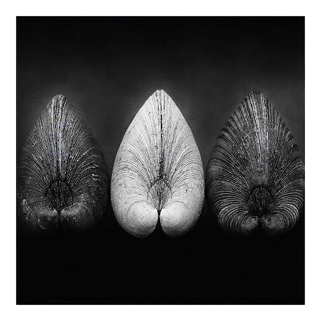 Clams by Ian Sanderson -1984 - Signed limited archival pigment print, edition of 5, Square format For Sale