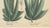 Aloe Socotrina & Aloe Vulgaris, 1800s, Paper For Sale - Image 5 of 9