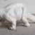 Vintage Italian Bassano Ceramic Dinosaur Sculpture - White Pottery Brontosaurus Figure, 1970s For Sale - Image 9 of 18