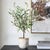 Graceful And Compact, Bringing Timeless Mediterranean Charm To Any Space. Featuring Softly Hued Green And Silvery Leaves...