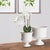 Kenneth Ludwig Chicago Mirabelle Decorative Pedestal Bowl Small For Sale - Image 4 of 8