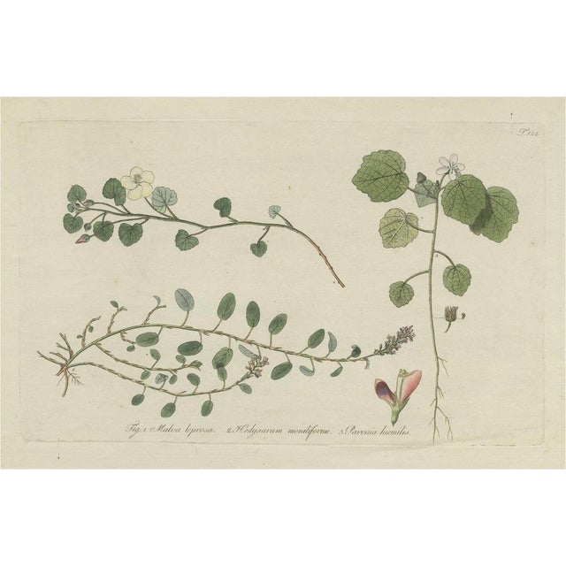 Nikolaus Joseph von Jacquin, Botany Illustration of Malvella Leprosa and Other Flowering Plants, Print For Sale