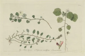 Nikolaus Joseph von Jacquin, Botany Illustration of Malvella Leprosa and Other Flowering Plants, Print