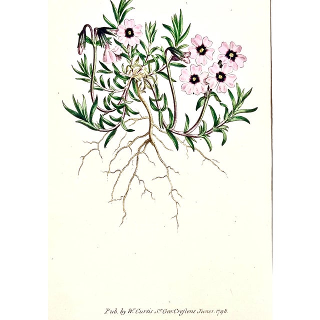 Late 18th Century Antique Original Hand Colored Curtisi in Floral Botanical Etching c.1797 For Sale - Image 5 of 5