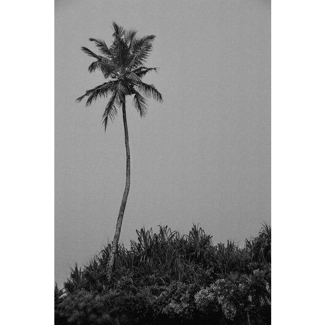 Stuart Möller, Palm I, 2025, Archival Pigment Print For Sale