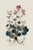 English Antique Botanical Study of Robert's Geranium With Root System | Natural History Fine Art Print For Sale - Image 3 of 3