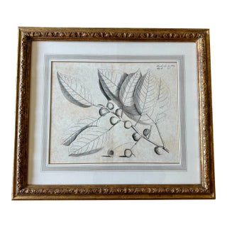 Dennis & Leen Botanical Print With Gilded Frame – DL-Art 31 For Sale