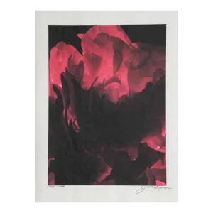 Red Rose, Jonathan Singer, Photography