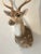 Late 20th Century Axis Deer Chital Spotted Deer Taxidermy Shoulder Mount For Sale - Image 4 of 6