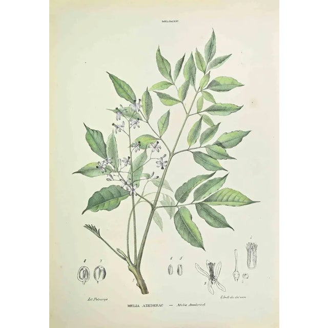 Lithograph hand watercolored. Belongs to the Series "Atlante di Botanica popolare ossia Illustrazione di Piante Notevoli...