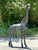Capture the majestic spirit of the savanna with this monumental vintage giraffe sculpture. Expertly crafted from bronze,...