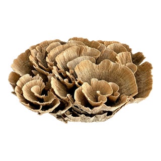 Extraordinary Natural Unbleached Poca Coral Speciman For Sale