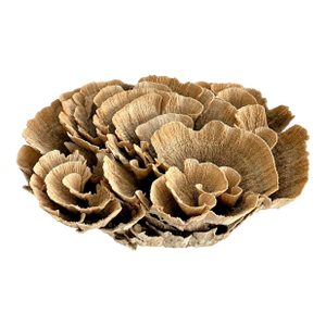 Extraordinary Natural Unbleached Poca Coral Speciman