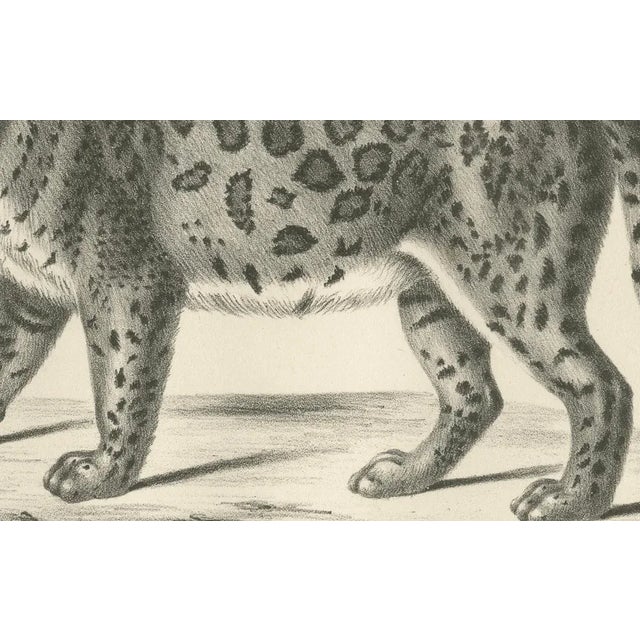 19th-century lithograph of the jaguar, also known as the american tiger this striking 19th-century lithograph presents the...