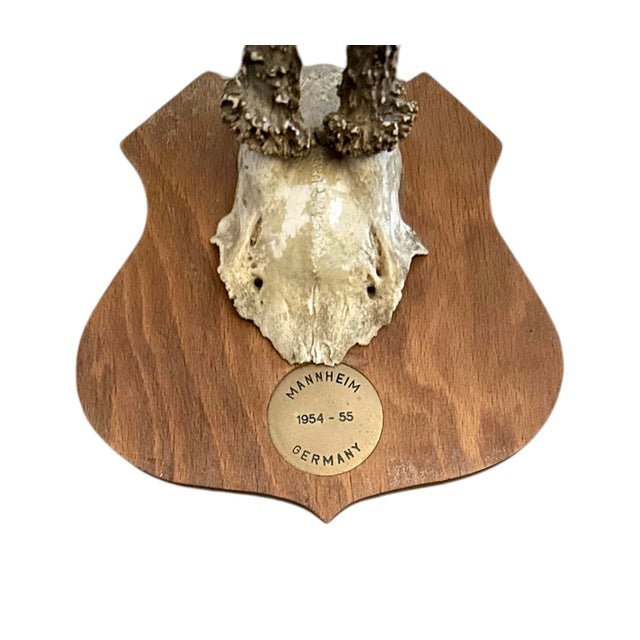 Mid 20th Century Vintage Black Forest German Trophy Mounted Roe Deer Antlers on Shield Back Wooden Plaque For Sale - Image 5 of 6