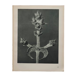 Original Karl Blossfeldt Photogravure Botanical Print For Sale