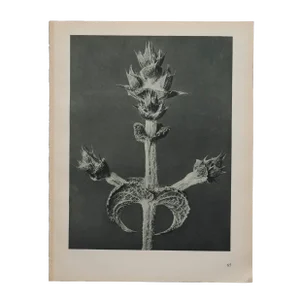 Original Karl Blossfeldt Photogravure Botanical Print