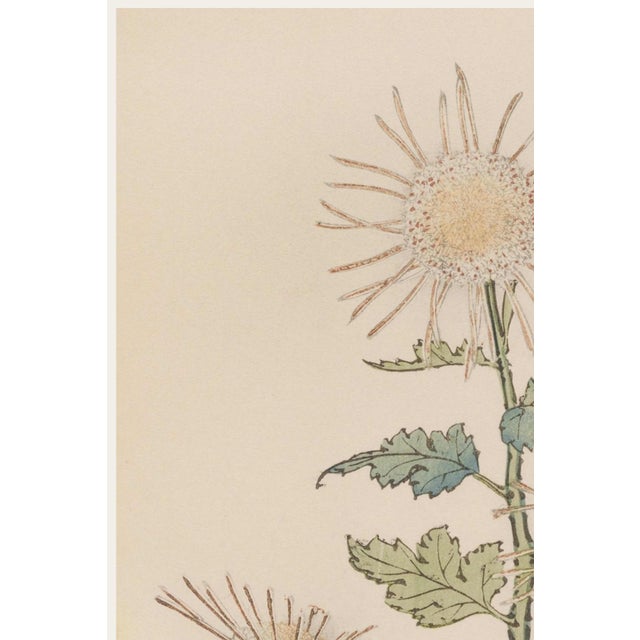 Originally created as Plate 4 from Keika Hyakugiku (One Hundred Chrysanthemums) in 1893, this elegant botanical...
