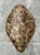 Vintage Italian Scagliola Pigmented Plaster Turtle Shell For Sale - Image 12 of 12