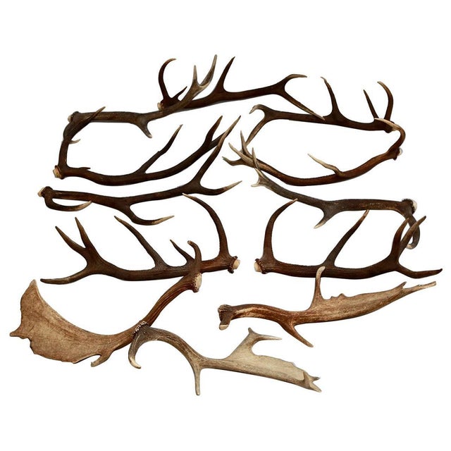 European Collection of Elk and Moose Antlers - Set of 9 For Sale - Image 15 of 18
